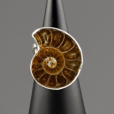 ammonite fossil ring