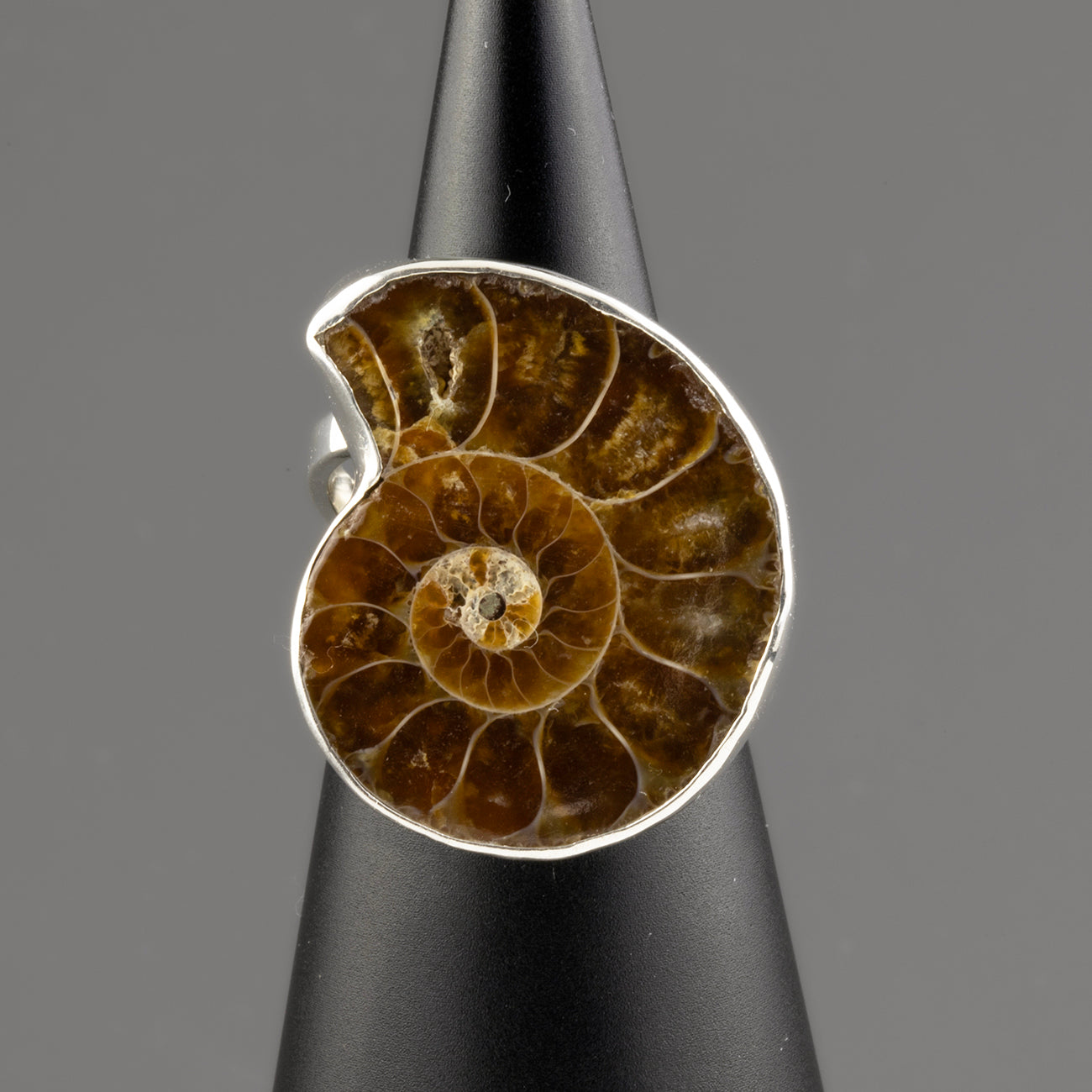 ammonite fossil ring